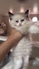 Ragdoll Pure
