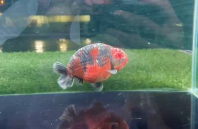 ranchu