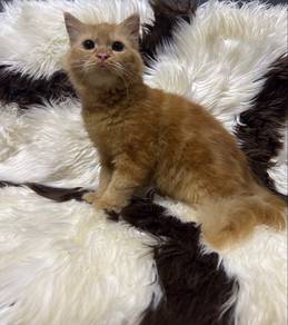 persian cat