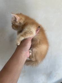 Kitten cat