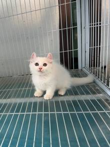American curl Munchkin kitten