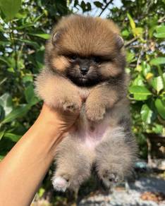 POMERANIAN PUPPIES A175 🌻 Sort of shine Boy~Girl