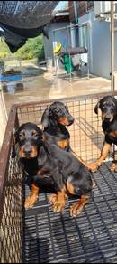 doberman puppies u