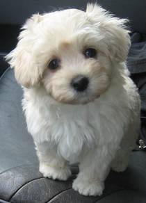 Soft-pawed Poochon Cute Round Head Sweet Puppy Pup