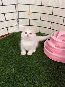 White Minuet kitten
