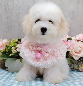 Bichon