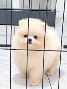 minipom girl