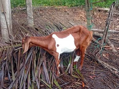 kambing betina