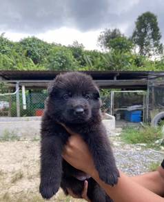 German Shepherd
