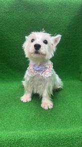 Westie Female Puppies