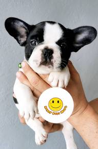 BVV1000 French Bulldog puppies