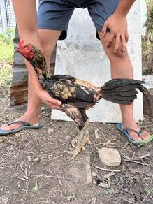 ayam pama