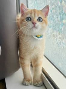 bsh golden