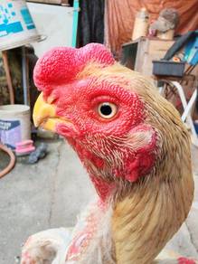 Aseel Parrot Beak Ori