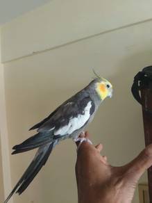 _*Cockatiel bird For Sale*_