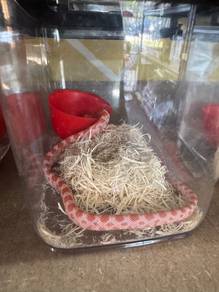 CORN SNAKE untuk dilepaskan