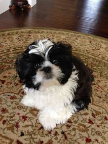 Borky Shihpoo White Teddy Puppy Baby Puppy