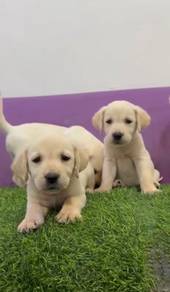Labrador cream male female mka