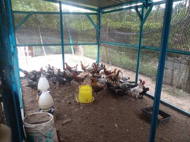 Ayam kampung asli
