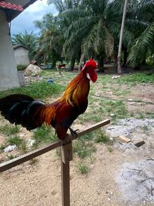 ayam hutan untuk dijual