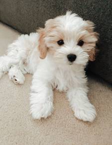 G3418 Sniffle-nose Poochon Fluffy Soft Fur Compani