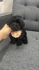 Black Poodle Female Puppy BF-2