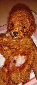 Red brown rare little face male toy poodle