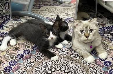 kucing untuk dijual