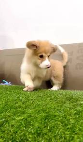 Corgi long haired mka good quality