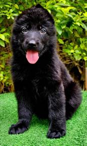 GERMAN SHEPHERD PUPPIES F147 🐻 Good structure