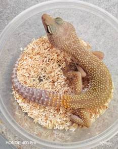Leopard Gecko promosi 