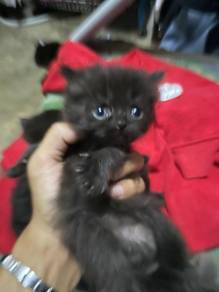 kucing parsi