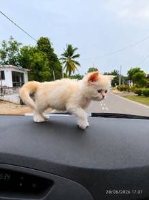 Himalayan parsian kitten