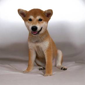 Shiba inu MKA PUPPIES 4 months