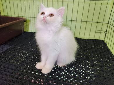 Non Standard Munchkin - Longhair White Female