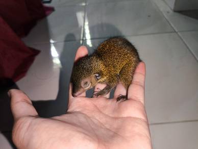 Anak Tupai Tanah