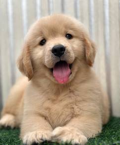 Golden retriever High Quality Male