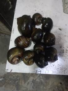 siput gondang 