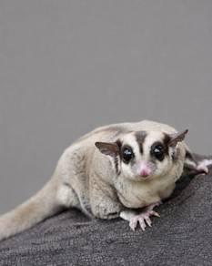 Sugar Glider White Face