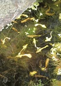 Guppy Fullgold