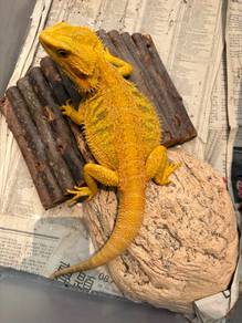 Bearded Dragon