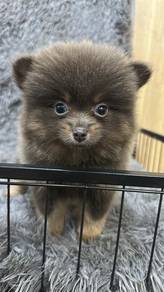 Pure Breed Blue Tan Pomeranian (F) 灰蓝金色 博美 女生