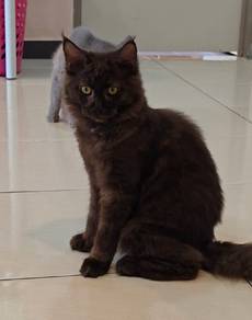 Black Smoke Mainecoon Female 