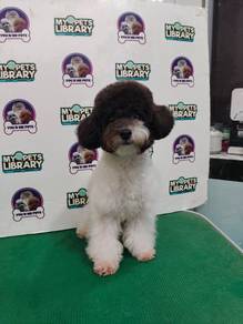 Black and White Poodle 26May26