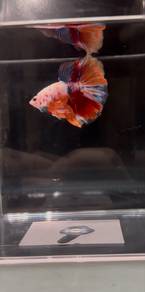 betta fish on sale