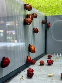 Red Spotted Snail