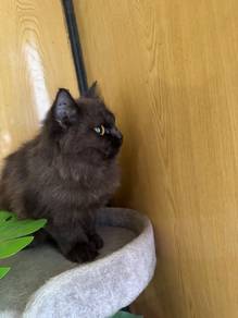Kucing Baka Chincilla