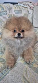 Doll-like Pomeranian tiny fluffy teddy bear puppy