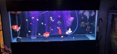 Aquarium with fish