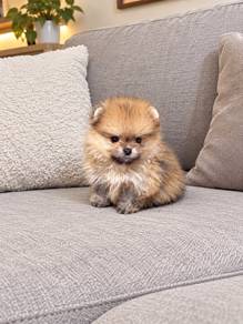 Pomeranian Super Tiny Female Puppy